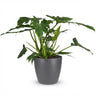 Philodendron Lacerum met grijze pot