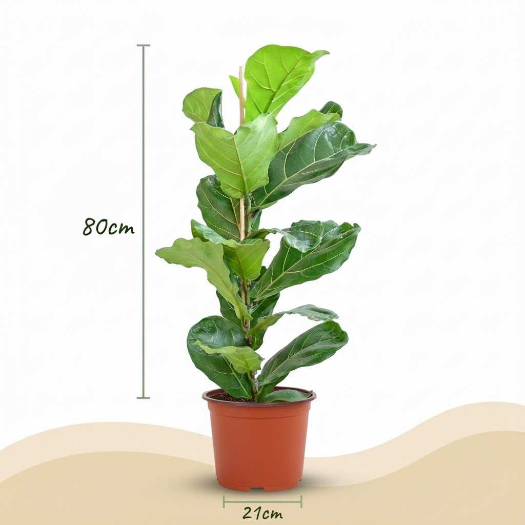 Vioolbladplant, kenmerkend blad