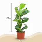 Vioolbladplant, kenmerkend blad