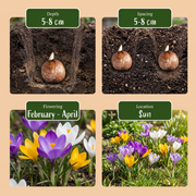 Krokus soortenmix bloembollen, Crocus species, foto 4