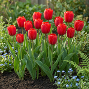 Triomftulp Red bloembollen, rood, foto 2