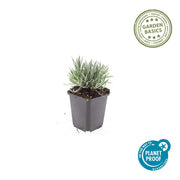 Lavandula int. &
