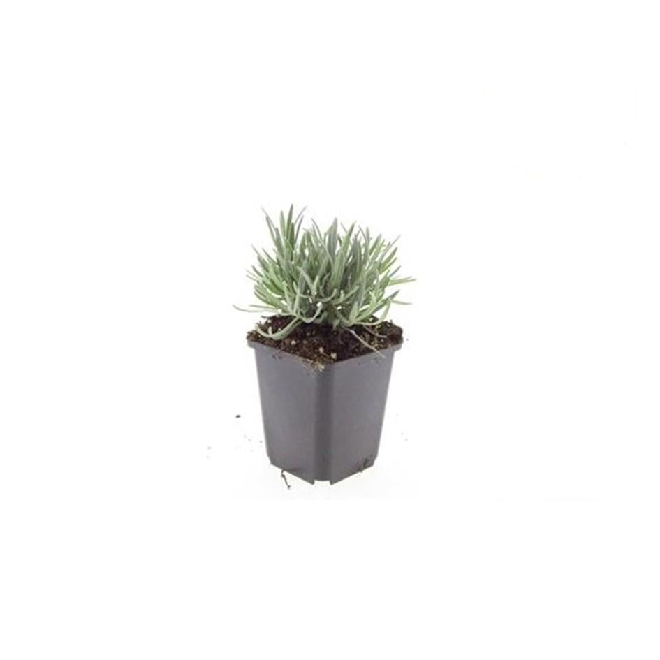 Lavandula int. 'Edelweiss', detail van het blad