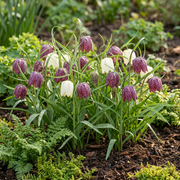 Kievitsbloem bloembollen mix, paars en wit, foto 2