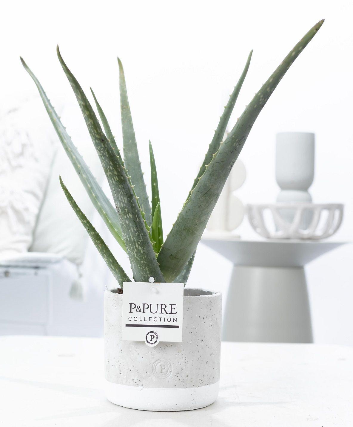 Aloe Vera In P&PURE Jade Ceramics, plant in pot