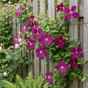 Clematis &