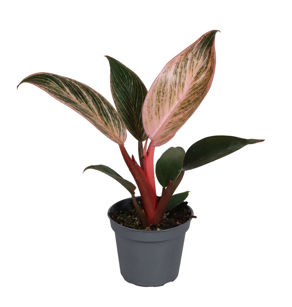 Philodendron 'Pink Bikini', groen-roze, babyplant 6 cm, plant in pot