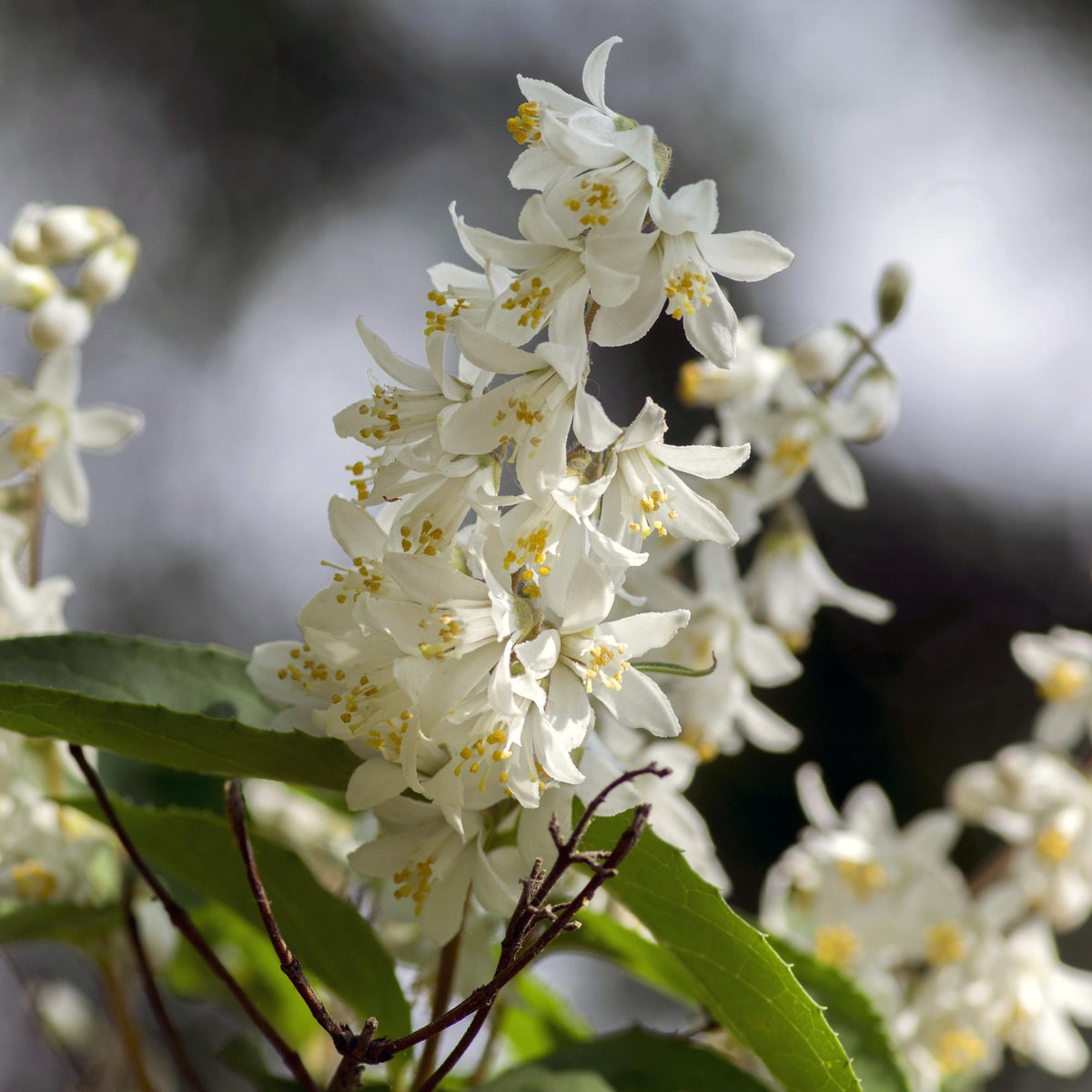 Deutzia Gracilis, groene bladeren