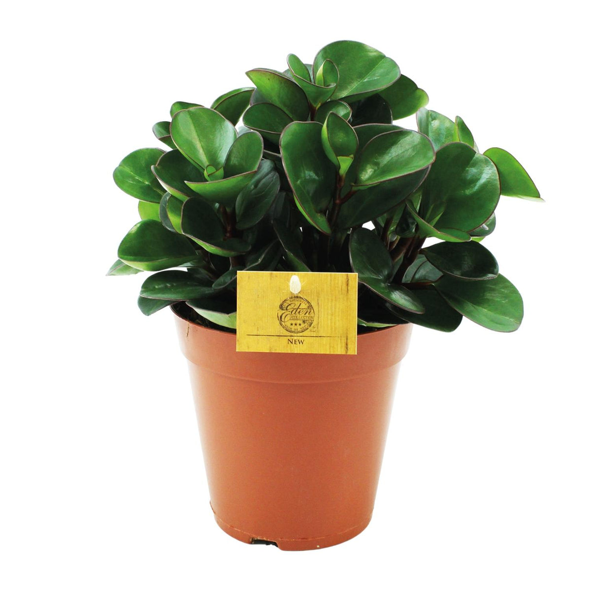 Productfoto van Peperomia Burning Bush