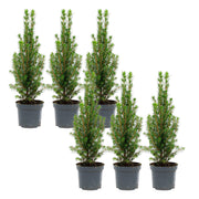 6x Mini-Kerstboom - Chamaecyparis