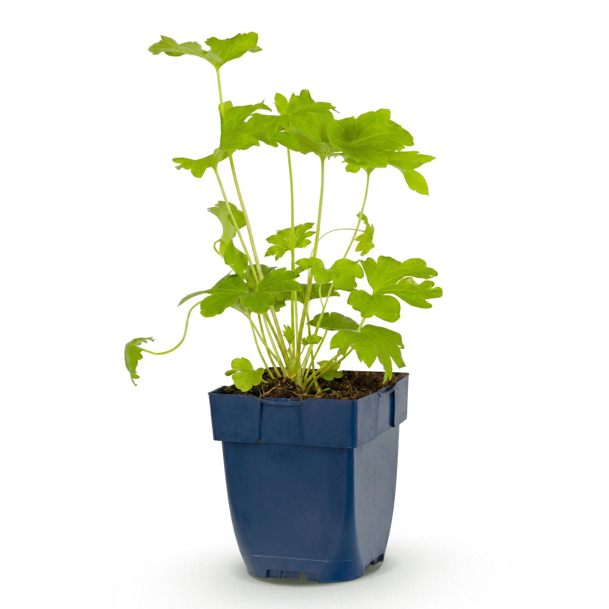Ridderspoor (P) Black Knight, plant in pot