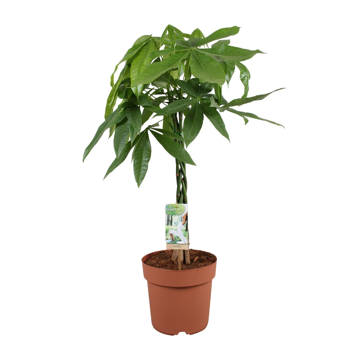 Productafbeelding van Pureplant