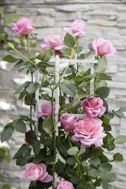 3x - Rosa Crazy in love &