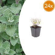Calamintha n. nepeta