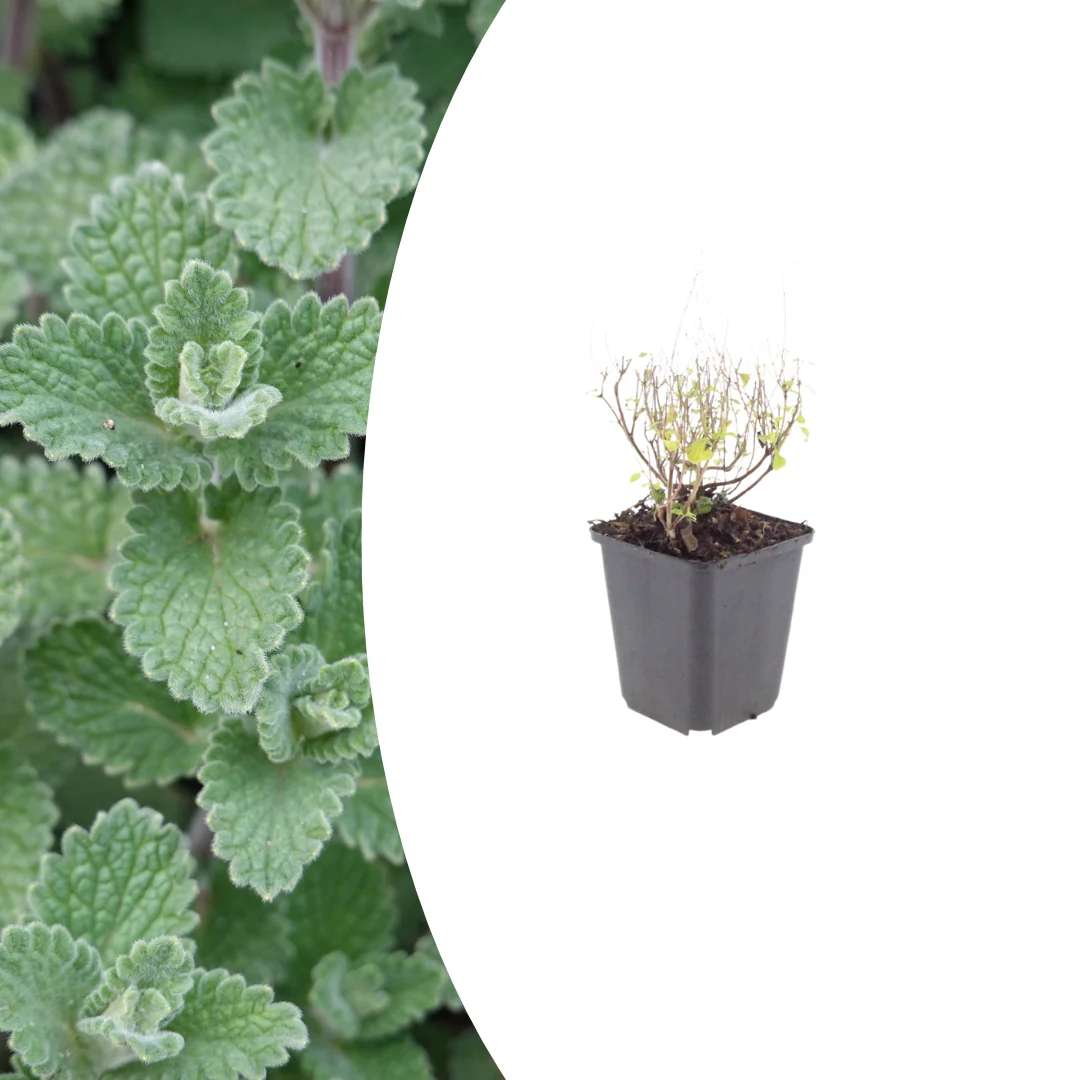 Calamintha n. nepeta, kenmerkend blad