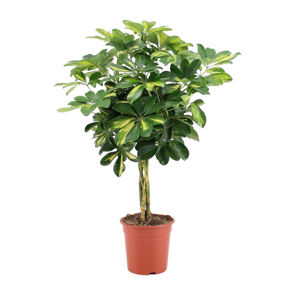 Detailfoto van Schefflera Arboricola Gold Capella