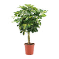 Detailfoto van Schefflera Arboricola Gold Capella