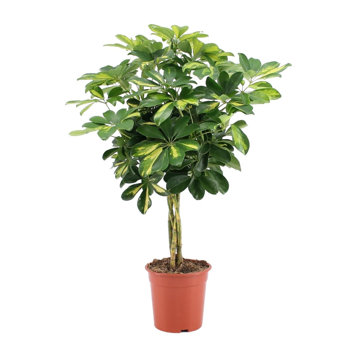 Detailfoto van Schefflera Arboricola Gold Capella
