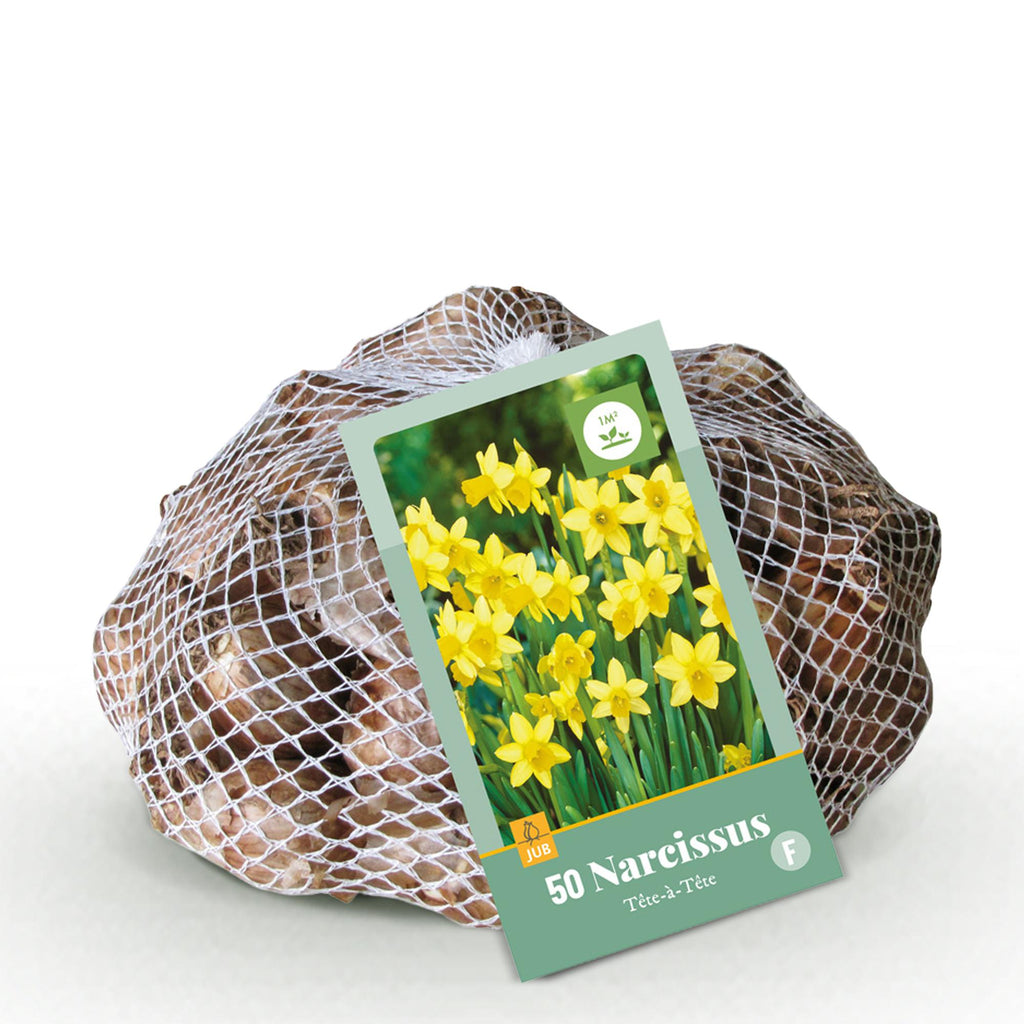 Narcis Tete, kenmerkend blad