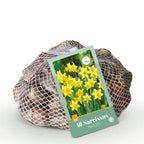 Narcis Tete, kenmerkend blad