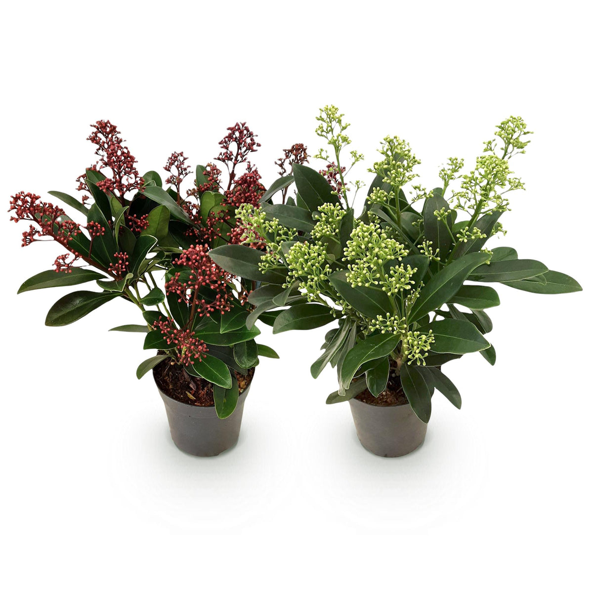 Skimmia japonica Duo, kenmerkend blad