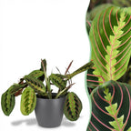 Maranta Fascinator Tricolour met grijze pot, met decoratieve pot