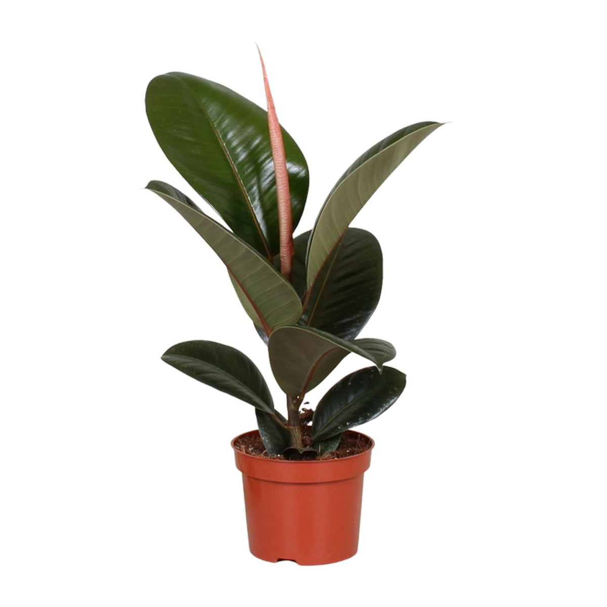 Productafbeelding van Pureplant