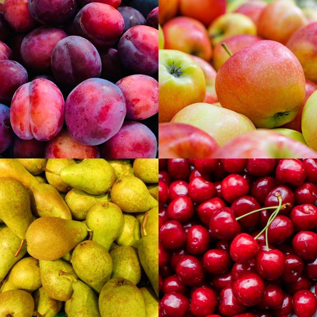 Biologische fruitbomen appel, peer, kers en pruim, set van 4, groene bladeren