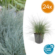 Festuca glauca &