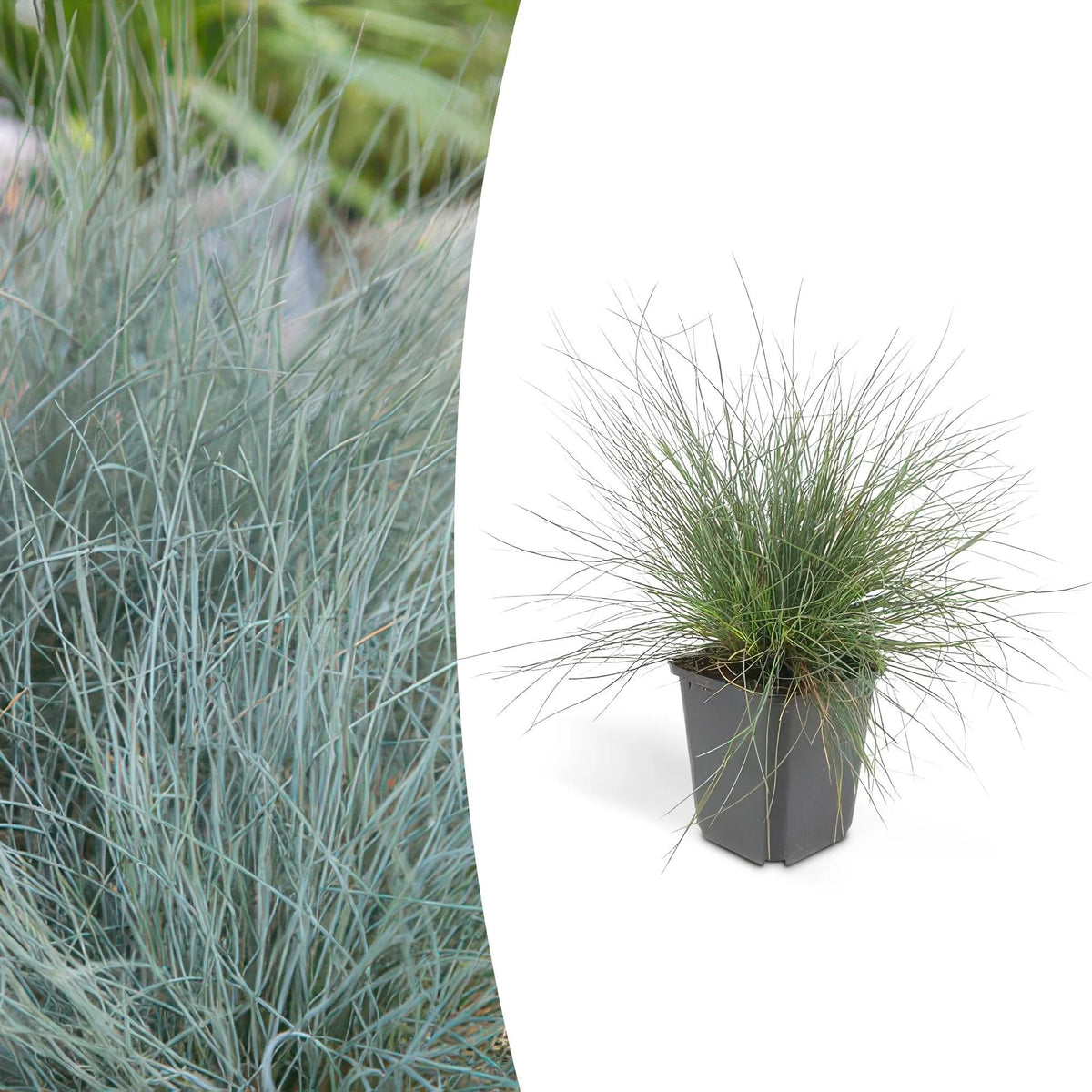 Festuca glauca 'Elijah Bleu', kenmerkend blad