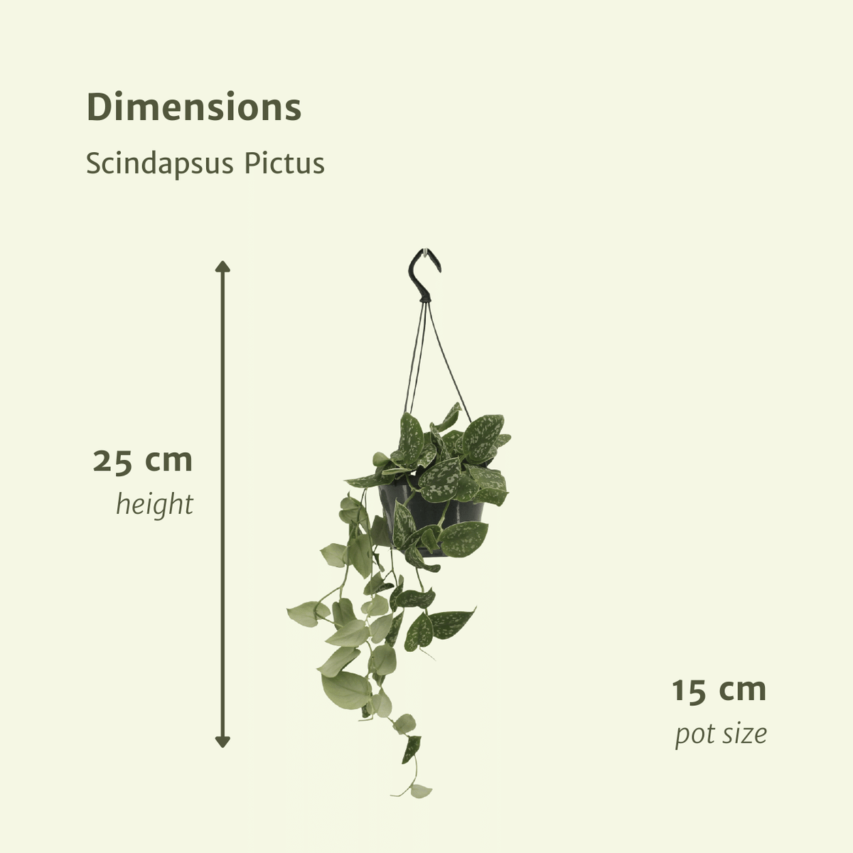 Detailfoto van Scindapsus Pictus (Epipremnum) - 2 stuks
