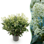 Skimmia japonica Finchy, 60 cm hoog, kenmerkend blad