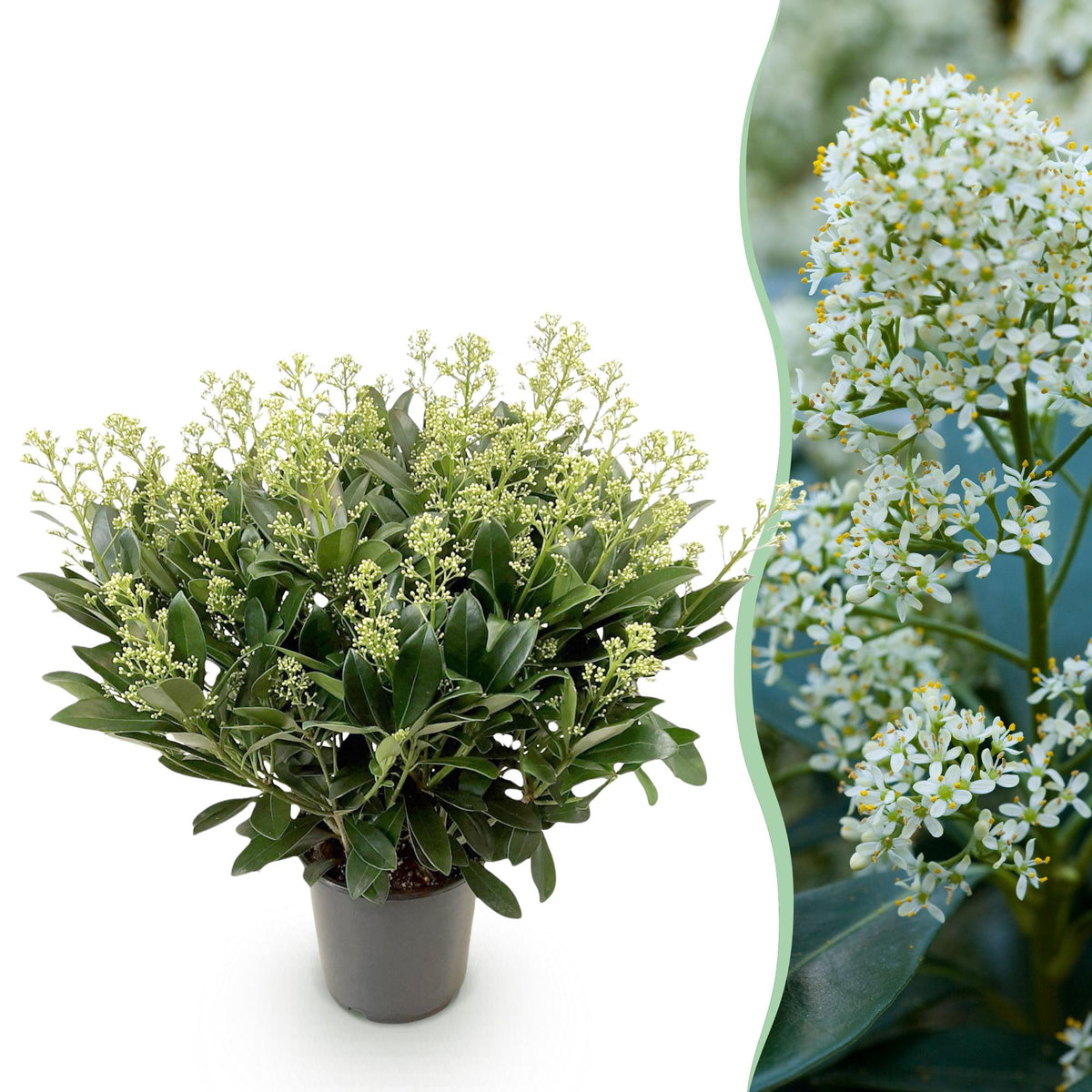 Skimmia japonica Finchy, 60 cm hoog, kenmerkend blad