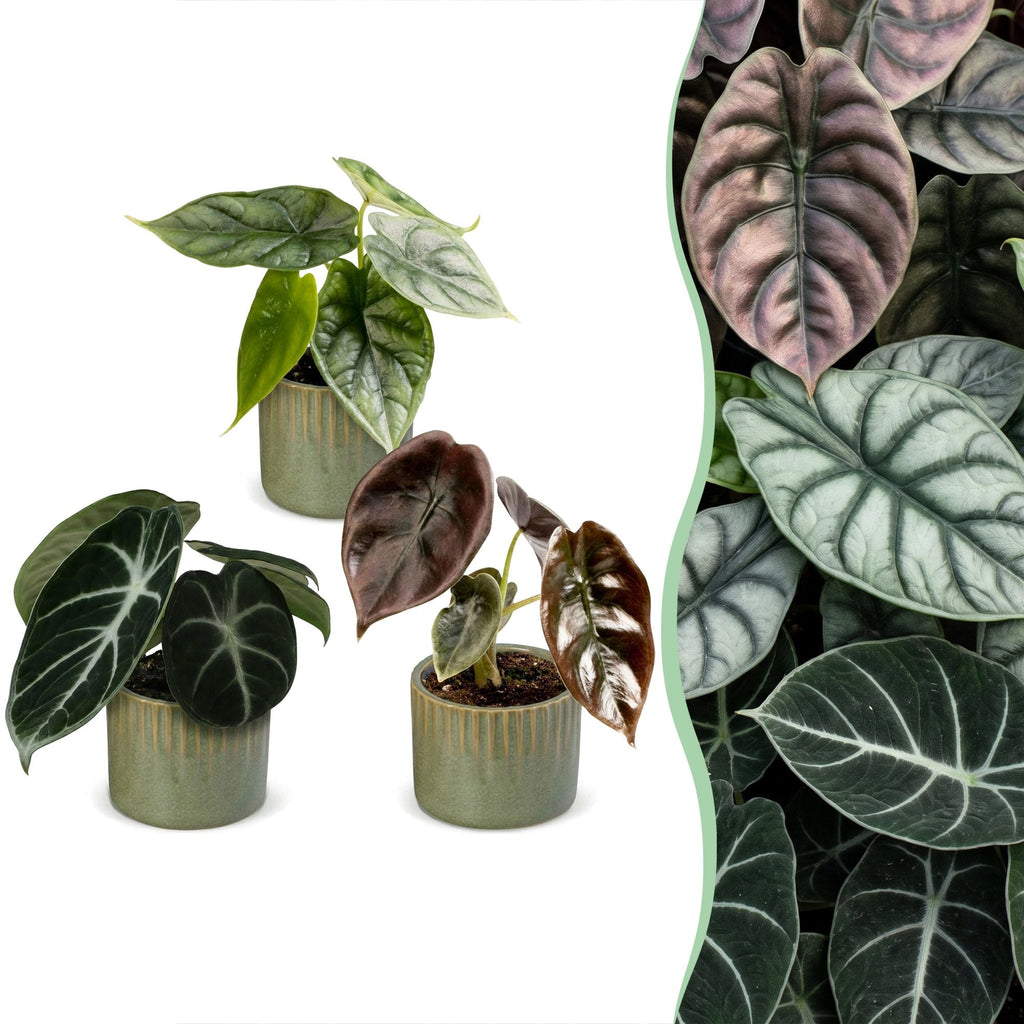 3x Baby Alocasia Tricolour