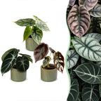 3x Baby Alocasia Tricolour