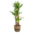 Yucca Elephantipes met mand, plant in pot
