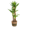 Yucca Elephantipes met mand