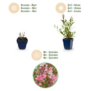 Gaura lindh. Florgauros - Prachtkaars - Bijen- en vlinderlokkers - Roze - 6 Planten