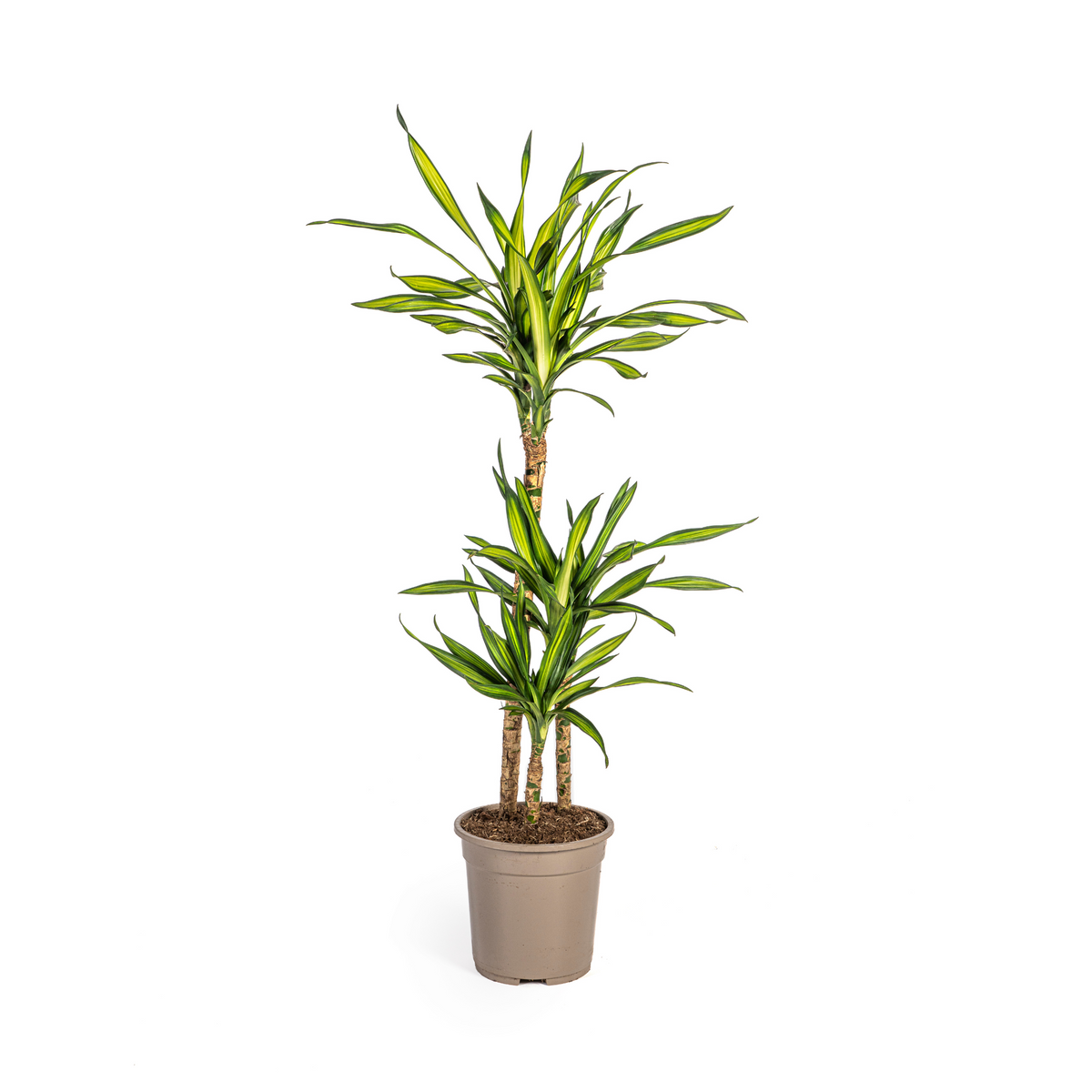 Dracaena Deremensis Rikki, plant in pot
