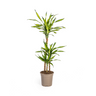 Dracaena Deremensis Rikki