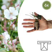 Geranium pluggen, kweek een kleurrijke tuin, 6 stuks