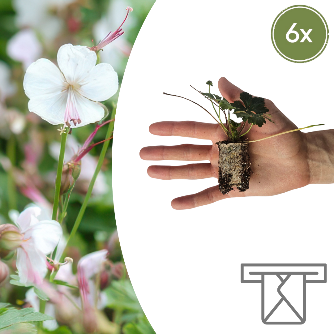 Geranium pluggen, kweek een kleurrijke tuin, 6 stuks, kenmerkend blad