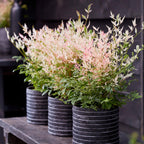 Nandina Twilight, groeiwijze van de plant