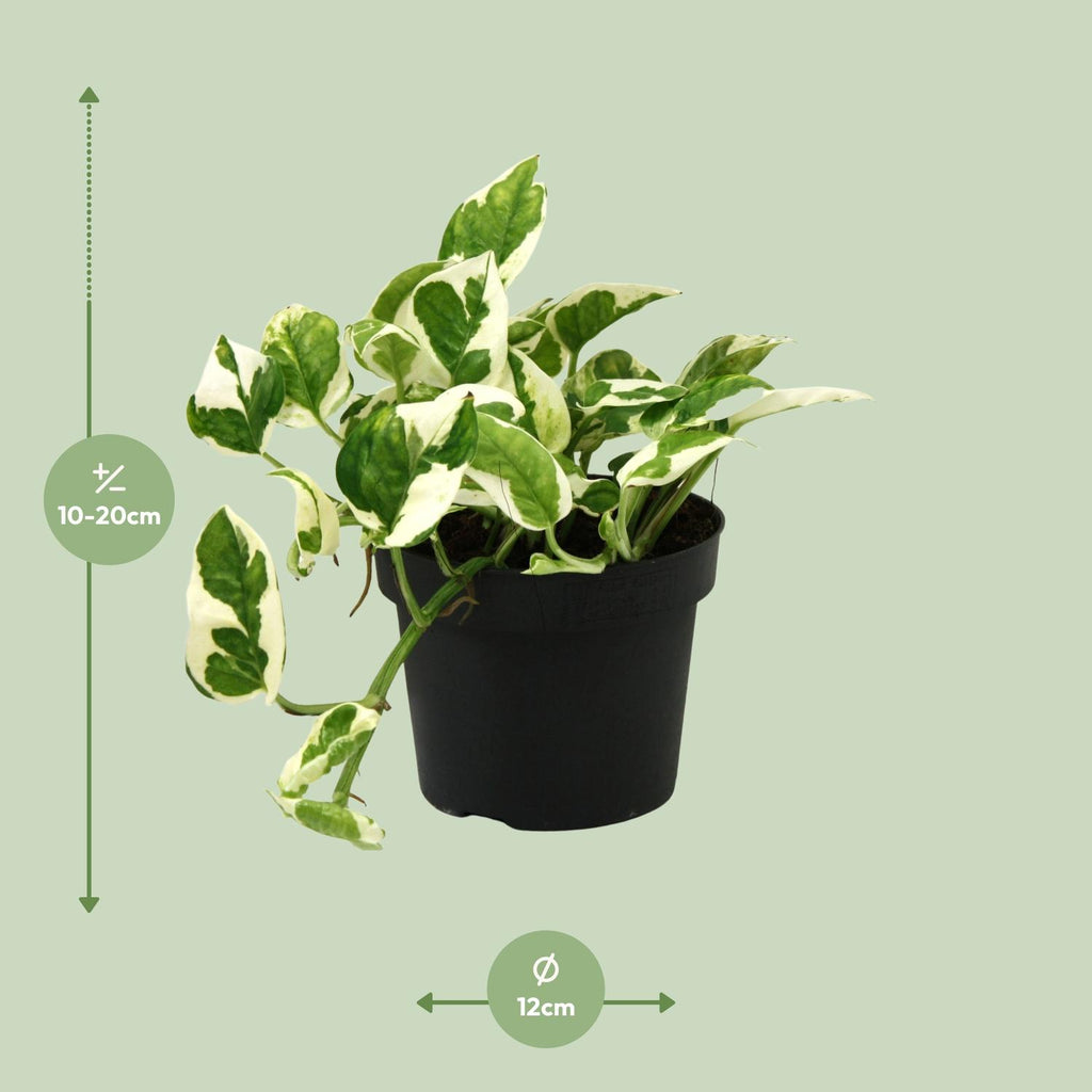 Detailfoto van Scindapsus (Epipremnum) N'joy