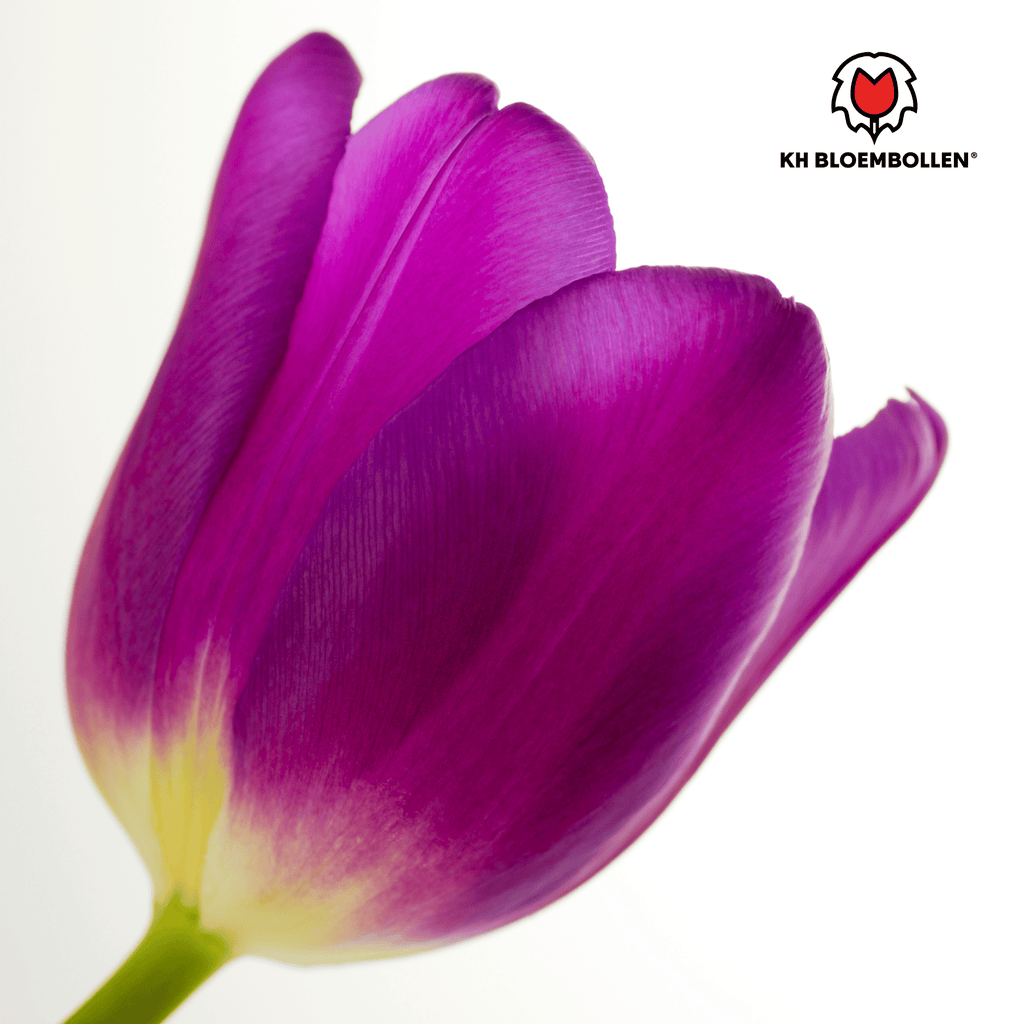 Tulpenbollen Purple Prince – 20 Stuks Maat 11/12, groene bladeren