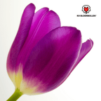 Tulpenbollen Purple Prince – 20 Stuks Maat 11/12, groene bladeren