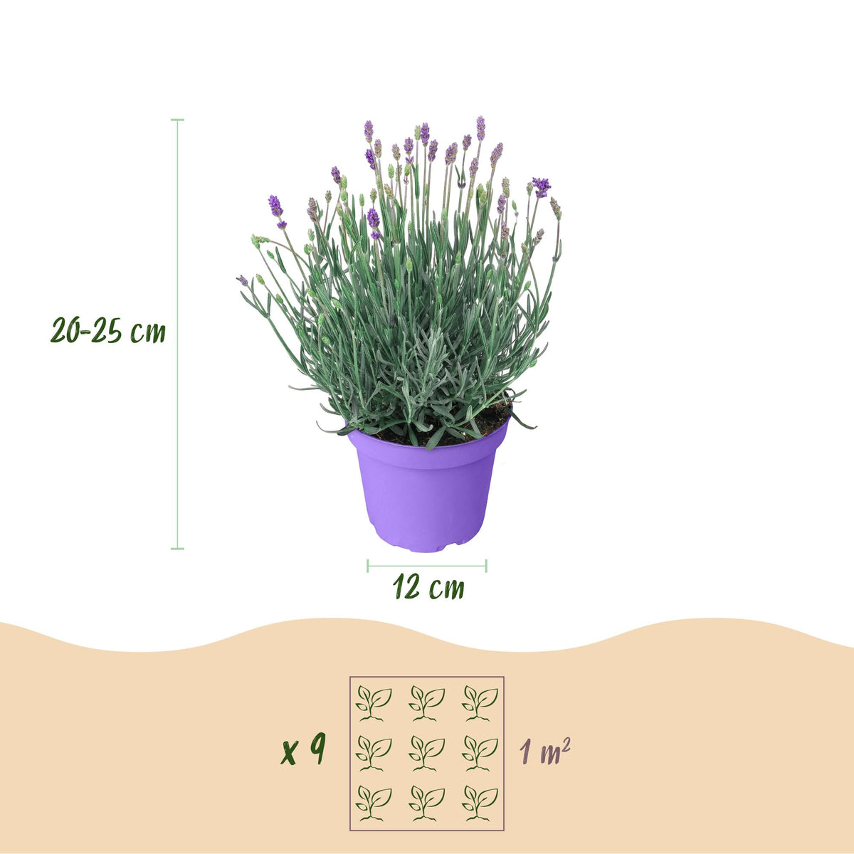 Lavandula angustifolia Munstead, groene bladeren