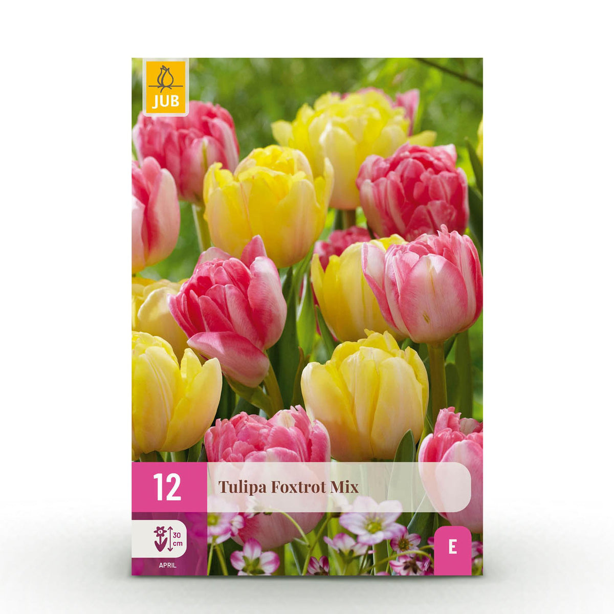 Tulp Foxtrot mix, detail van het blad