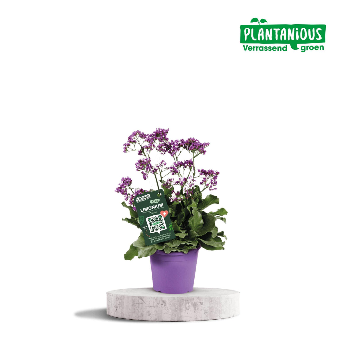 Limonium Salt Lake, plant in pot