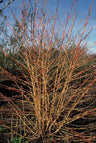 24x Cornus sang. 'Anny's Winter Orange'